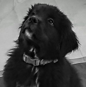 Meet your Posher, Guy